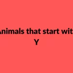 Animals-that-start-with-Y